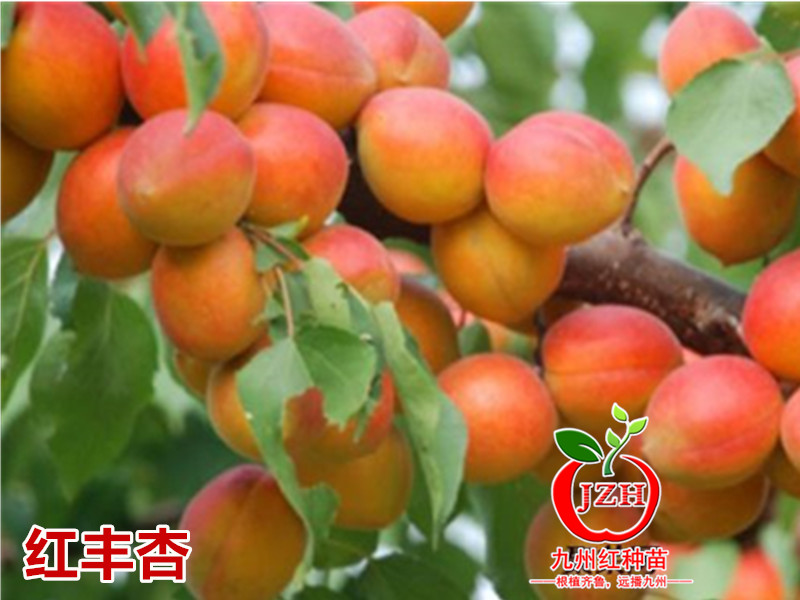 红丰杏树苗品种介绍 红丰杏树苗批发价格