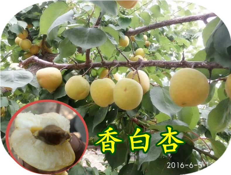 鲜食最佳杏树品种 香白杏树苗